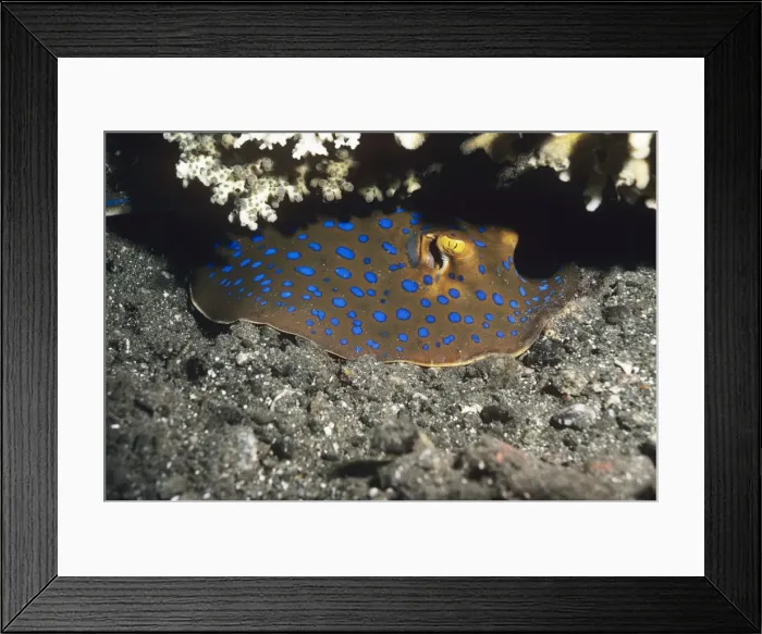 Framed Print : Blue-spotted Ray Indo Pacific, Papua New Guinea Framed Print : Blue-spotted Ray Indo Pacific, Papua New Guinea
