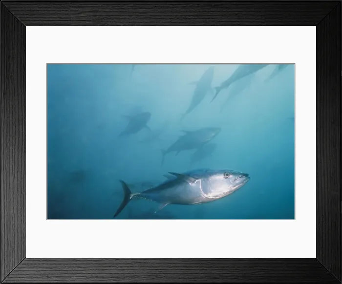 Framed Print : Soutern Bluefin Tuna VT 6972 South Australia Thunnus maccoyii © Ron & Valerie Taylor / ARDEA LONDON Framed Print : Soutern Bluefin Tuna VT 6972 South Australia Thunnus maccoyii © Ron & Valerie Taylor / ARDEA LONDON
