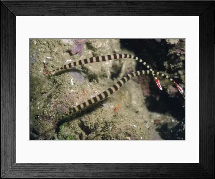 Framed Print : Ringed Pipefish - with eggs Indonesia Framed Print : Ringed Pipefish - with eggs Indonesia