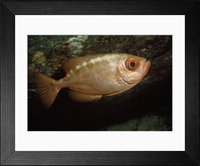 Framed Print : Glasseye Snapper Caribbean Framed Print : Glasseye Snapper Caribbean