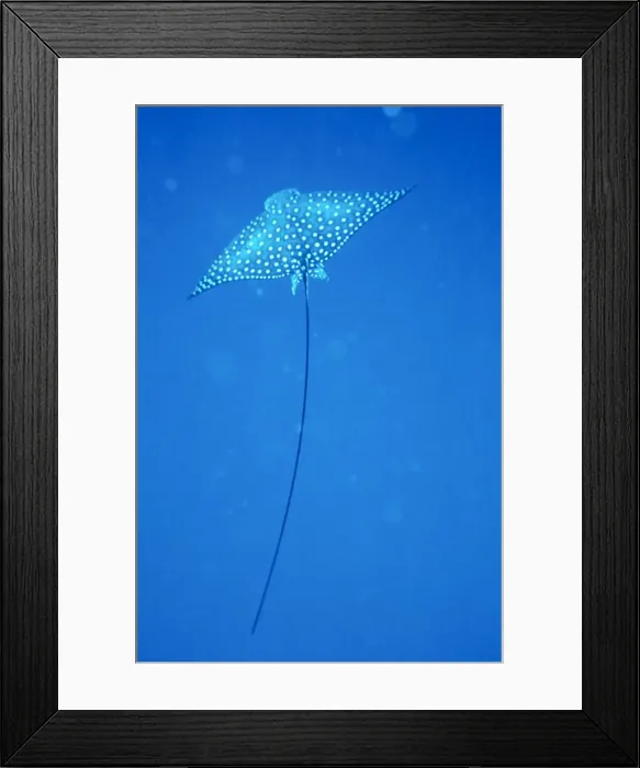 Framed Print : Spotted Eagle Ray Framed Print : Spotted Eagle Ray