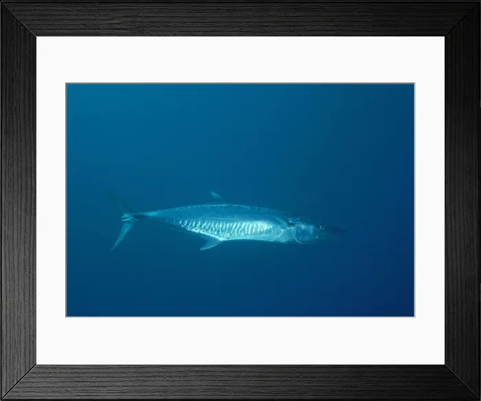 Framed Print : Wahoo - top commercial fish Coral Sea, Indo Pacific Framed Print : Wahoo - top commercial fish Coral Sea, Indo Pacific