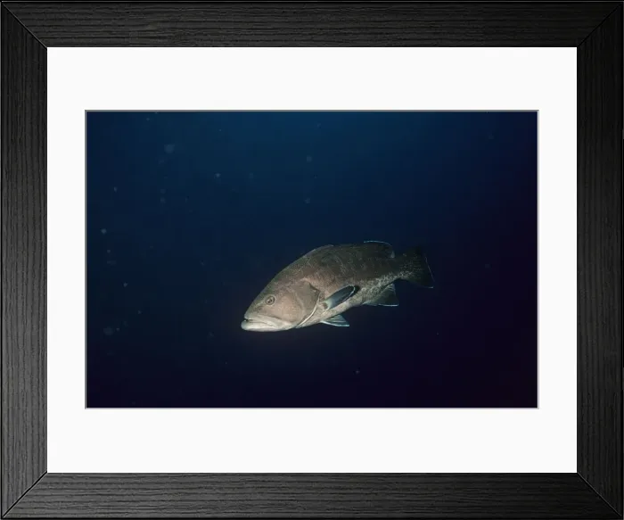 Framed Print : Grouper. VT-7267. GROUPER - 2K.. Epinephelus marginatus