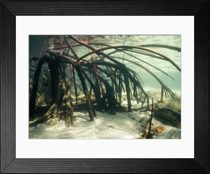 Framed Print : Red Mangrove Roots Framed Print : Red Mangrove Roots