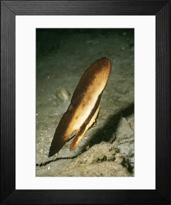 Framed Print : Orbicular Batfish Juvenile Framed Print : Orbicular Batfish Juvenile