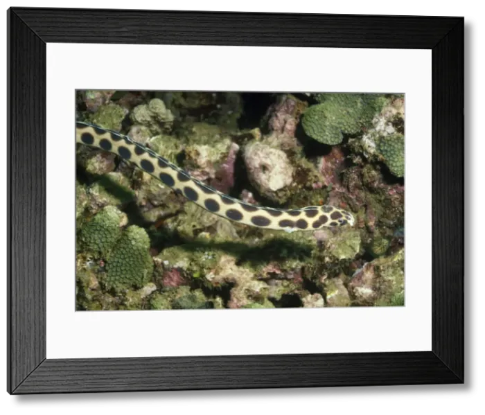 Framed Print : Spotted Snake Eel Indo Pacific, Indonesia Framed Print : Spotted Snake Eel Indo Pacific, Indonesia