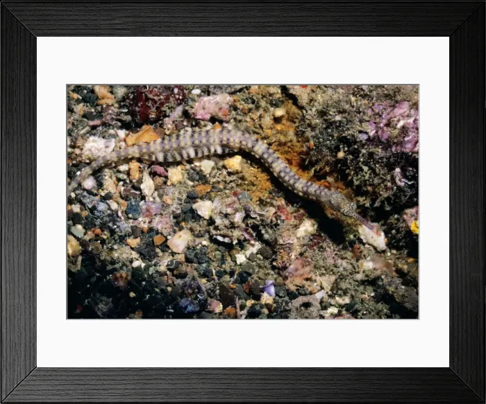 Framed Print : Messmate Pipefish Papua New Guinea Framed Print : Messmate Pipefish Papua New Guinea