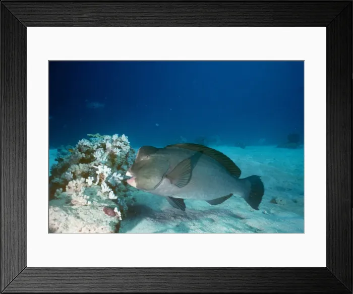 Framed Print : Humphead Parrotfish - Also known as: bumphead parrotfish, giant humphead parrotfish and green humphead parrotfish. feeding on coral Indo Pacific Framed Print : Humphead Parrotfish - Also known as: bumphead parrotfish, giant humphead parrotfish and green humphead parrotfish. feeding on coral Indo Pacific