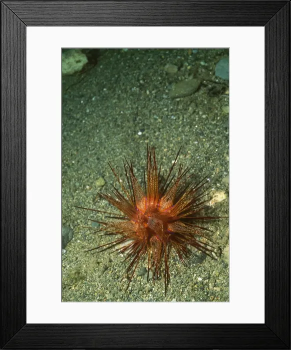 Framed Print : Banded Sea Urchin  /  Double Spined Sea Urchin  /  Wana Indonesia