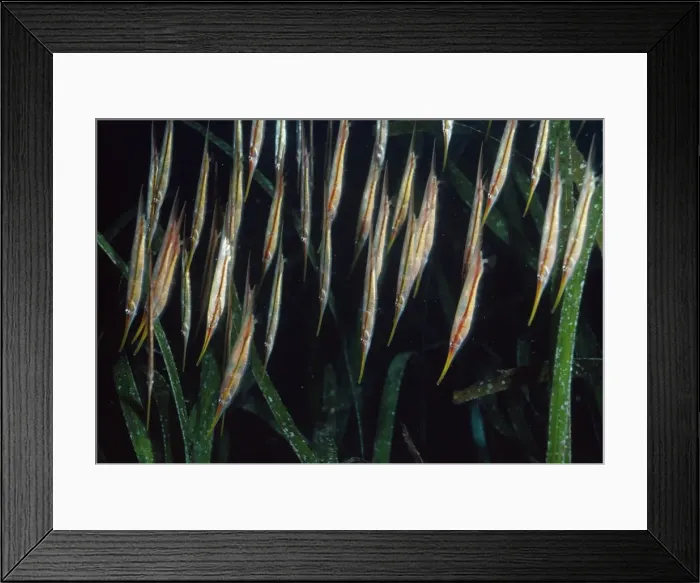 Framed Print : Shrimp / Razor Fish Papua New Guinea, Indo Pacific Framed Print : Shrimp / Razor Fish Papua New Guinea, Indo Pacific