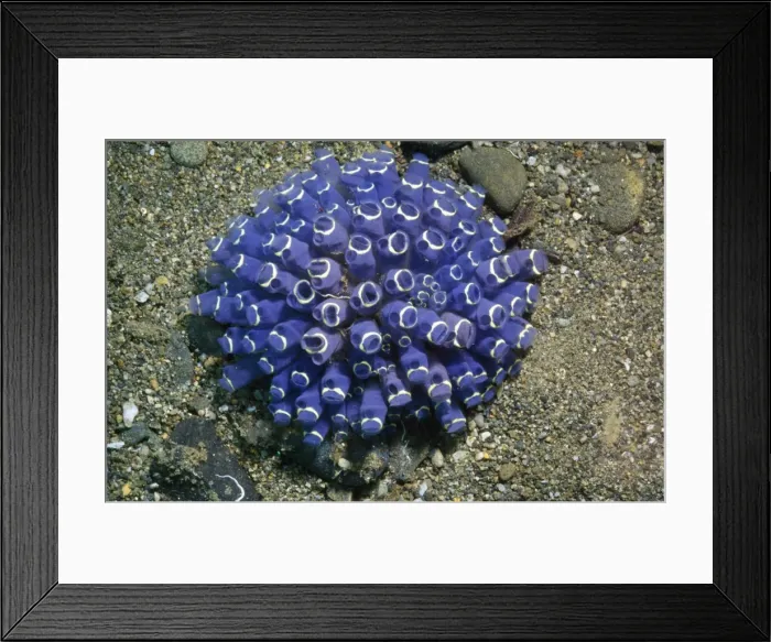 Framed Print : Ascidians Indonesia Framed Print : Ascidians Indonesia