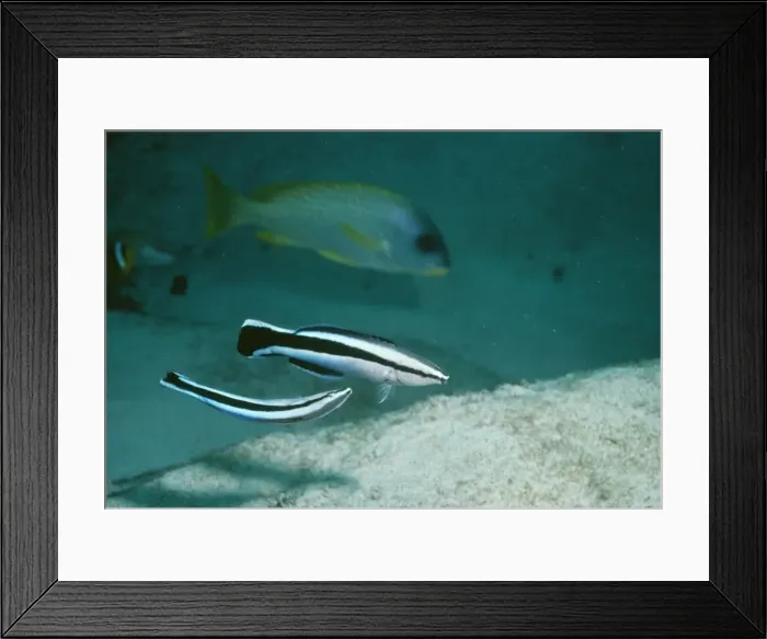 Framed Print : Cleaner Wrasse - mating display Framed Print : Cleaner Wrasse - mating display