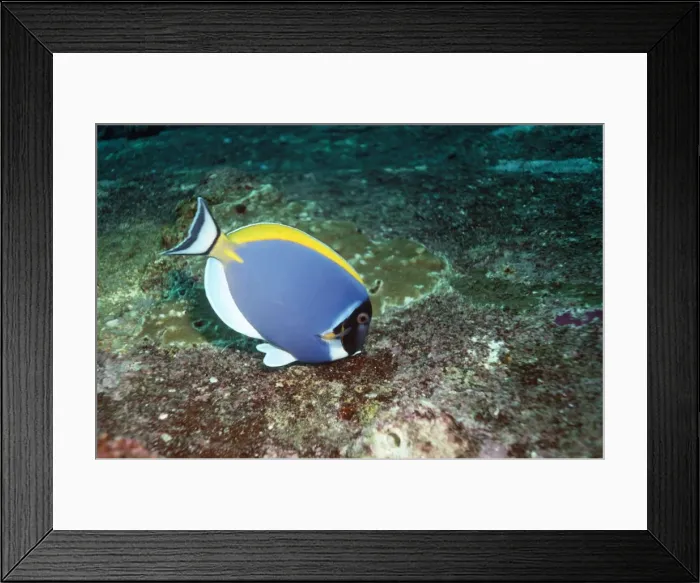Framed Print : Powder Blue Surgeon - feeding Framed Print : Powder Blue Surgeon - feeding
