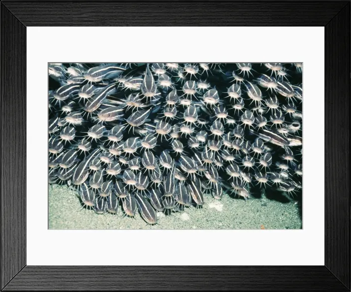 Framed Print : Catfish VT 7999 Under jetty Plotosus lineatus © Valerie Taylor / ARDEA LONDON Framed Print : Catfish VT 7999 Under jetty Plotosus lineatus © Valerie Taylor / ARDEA LONDON