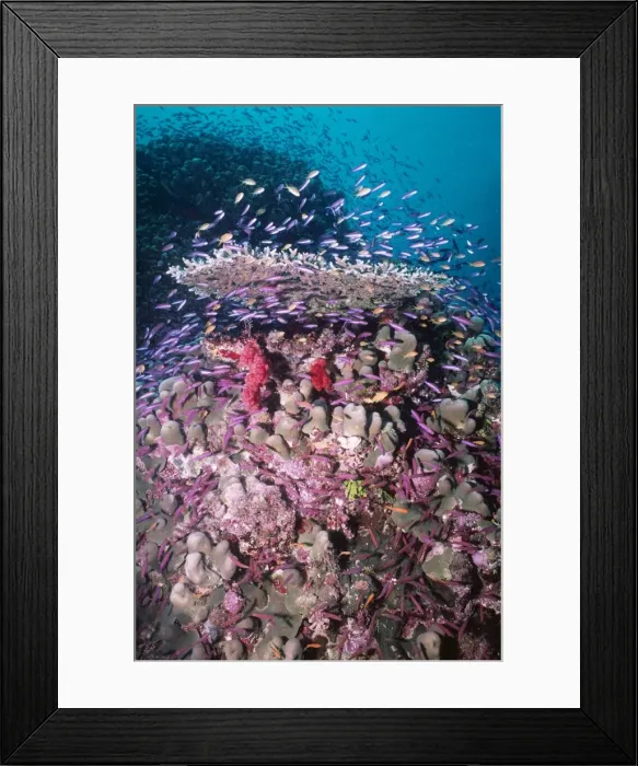 Framed Print : Coral Reef VT 8156 Fish feeding on plankton. Great Barrier Reef, Australia. © Valerie Taylor / ARDEA LONDON Framed Print : Coral Reef VT 8156 Fish feeding on plankton. Great Barrier Reef, Australia. © Valerie Taylor / ARDEA LONDON