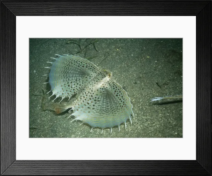 Framed Print : Flying Gurnard Papa New Guinea Framed Print : Flying Gurnard Papa New Guinea