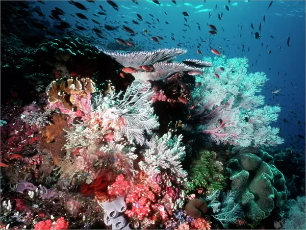 Coral reef scene VT 8227 Great Barrier Reef, Queensland, Australia © Ron & Valerie Taylor  /  ARDEA LONDON