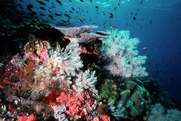 Coral reef scene VT 8227 Great Barrier Reef, Queensland, Australia © Ron & Valerie Taylor  /  ARDEA LONDON