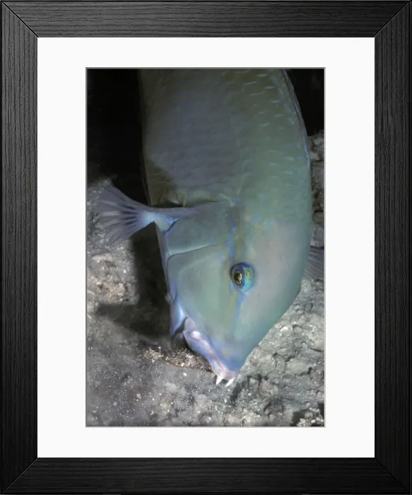 Framed Print : Black Spot Tuskfish - The wrasse who Valerie helped find crabs by helping it to dig holes in the rubble. Heron Island. Great Barrier Reef Framed Print : Black Spot Tuskfish - The wrasse who Valerie helped find crabs by helping it to dig holes in the rubble. Heron Island. Great Barrier Reef