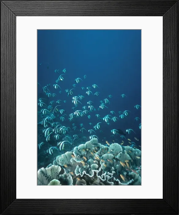 Framed Print : Schooling Long-fin Bannerfish - A plankton feeder who swims off the bottom often in large schools Toki Toki, Banda Sea, Indonesia Framed Print : Schooling Long-fin Bannerfish - A plankton feeder who swims off the bottom often in large schools Toki Toki, Banda Sea, Indonesia