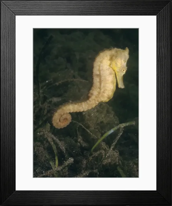 Framed Print : Spotted / Common / Estuary / Yellow / Kuda Seahorse - Indo-pacific, Indonesia Framed Print : Spotted / Common / Estuary / Yellow / Kuda Seahorse - Indo-pacific, Indonesia
