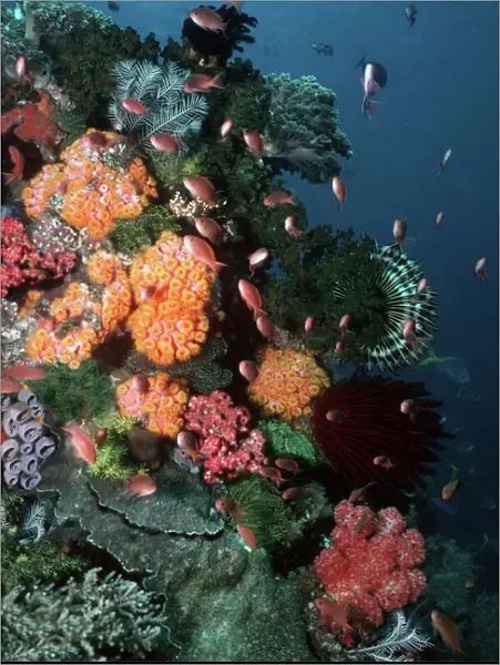 Coral reef scene VT 8226 Great Barrier Reef, Queensland, Australia © Ron & Valerie Taylor  /  ARDEA LONDON
