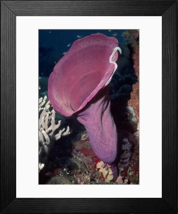 Framed Print : Vase Sponge Papua New Guinea Framed Print : Vase Sponge Papua New Guinea