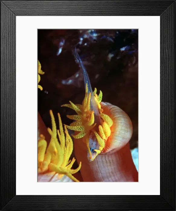 Framed Print : Coral Polyp - Night, Polyp stinging small fish to death before devouring it Heron Island, Great Barrier Reef. Australia Framed Print : Coral Polyp - Night, Polyp stinging small fish to death before devouring it Heron Island, Great Barrier Reef. Australia