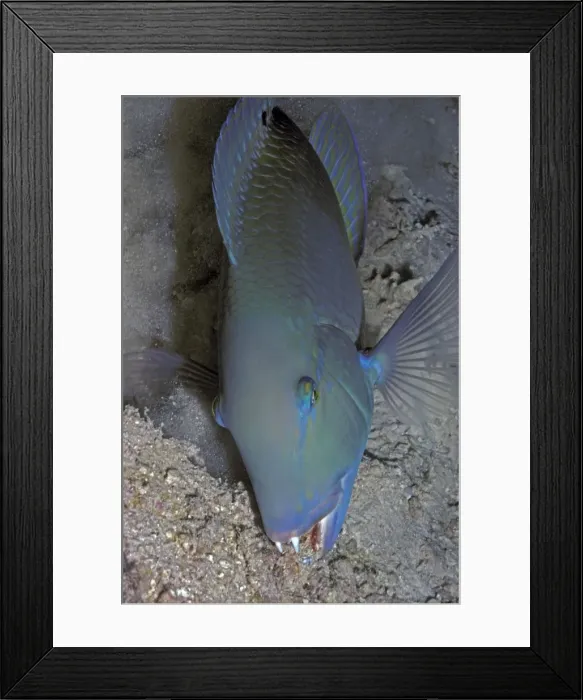 Framed Print : Black Spot / Venus Tuskfish - The wrasse who Valerie helped find crabs by helping it to dig holes in the rubble. Heron Island, Great Barrier Reef Framed Print : Black Spot / Venus Tuskfish - The wrasse who Valerie helped find crabs by helping it to dig holes in the rubble. Heron Island, Great Barrier Reef