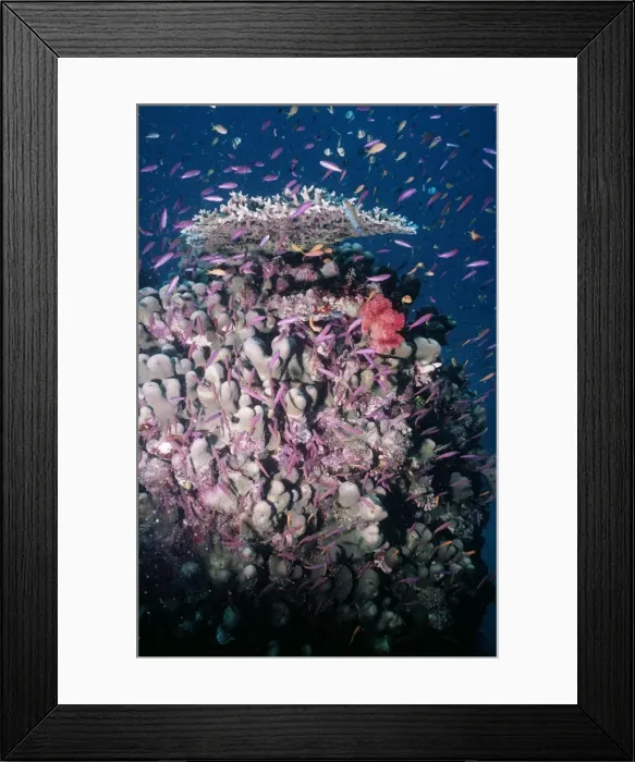 Framed Print : Coral - fish feeding on plankton Great Barrier Reef, Austalia Framed Print : Coral - fish feeding on plankton Great Barrier Reef, Austalia
