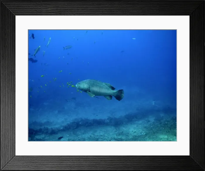Framed Print : Queensland Grouper - 250 K grouper with pilot fish, rarely seen. Shark Reef, Fiji Islands Framed Print : Queensland Grouper - 250 K grouper with pilot fish, rarely seen. Shark Reef, Fiji Islands