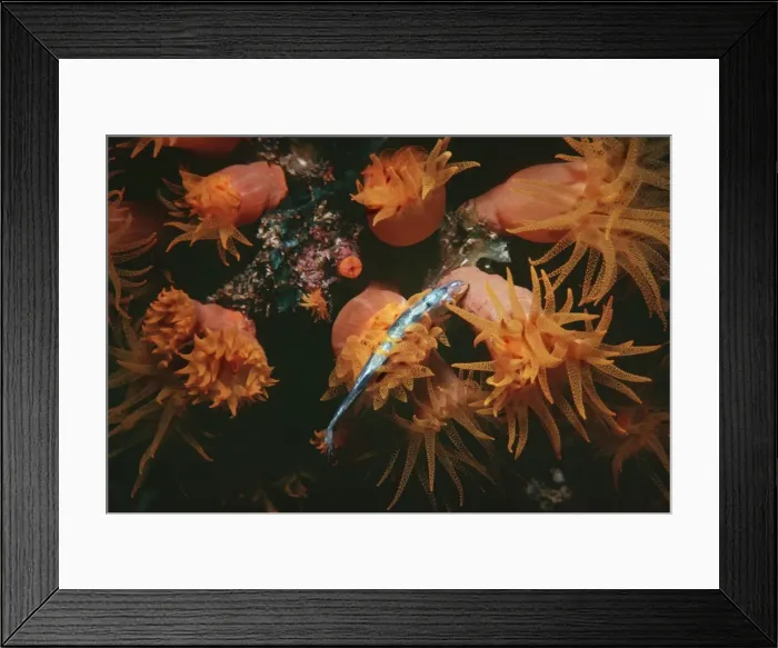 Framed Print : Coral polyps - Night, Polyp stinging small fish to death before devouring it Heron Island, Great Barrier Reef, Australia Framed Print : Coral polyps - Night, Polyp stinging small fish to death before devouring it Heron Island, Great Barrier Reef, Australia
