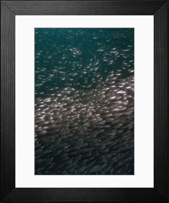 Framed Print : Golden Sweepers - School. This tightly packed species take refuge in caves during the day, Milne Bay. Papua New Guinea FIS-083 Framed Print : Golden Sweepers - School. This tightly packed species take refuge in caves during the day, Milne Bay. Papua New Guinea FIS-083