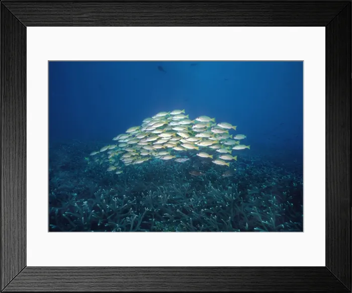 Framed Print : Bluestripe Snapper - School bunched together for protection. This fish was introduced into the Hawaian Islands where it is a pest. Indo Pacific oceans FIS-069 Framed Print : Bluestripe Snapper - School bunched together for protection. This fish was introduced into the Hawaian Islands where it is a pest. Indo Pacific oceans FIS-069