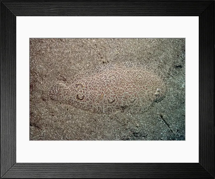 Framed Print : Righteye Flounder - These fish have amazing camouflage, almost invisible against the sand. Secret Bay, Bali. Indonesia FIS-090 Framed Print : Righteye Flounder - These fish have amazing camouflage, almost invisible against the sand. Secret Bay, Bali. Indonesia FIS-090