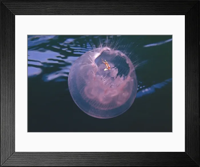 Framed Print : Jellyfish - Juvenile fish protected by its hosts stinging tenticals lives in bell of ocean swimming jellyfish Pacific Ocean Framed Print : Jellyfish - Juvenile fish protected by its hosts stinging tenticals lives in bell of ocean swimming jellyfish Pacific Ocean