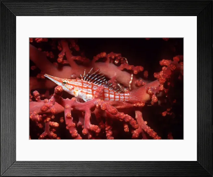 Framed Print : Longnose Hawkfish - Camouflaged very well in a soft coral where it is waiting to surprise its prey. Komodo Island, Indonesia FIS-088 Framed Print : Longnose Hawkfish - Camouflaged very well in a soft coral where it is waiting to surprise its prey. Komodo Island, Indonesia FIS-088