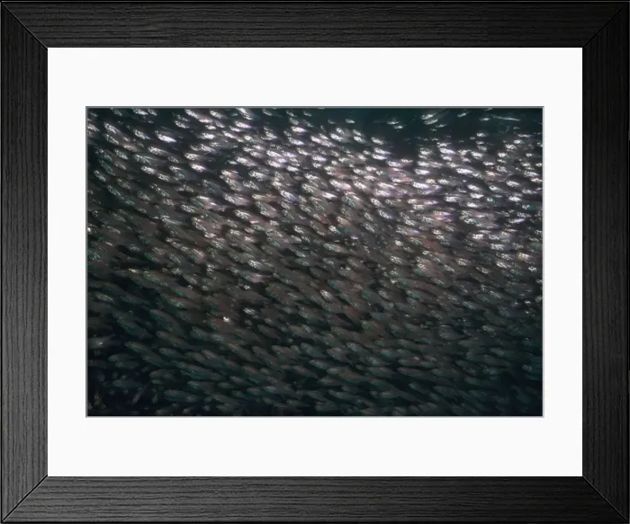 Framed Print : Golden Sweepers - School. Found tightly packed in caves during the day. Milne Bay. Papua New Guinea FIS-082 Framed Print : Golden Sweepers - School. Found tightly packed in caves during the day. Milne Bay. Papua New Guinea FIS-082