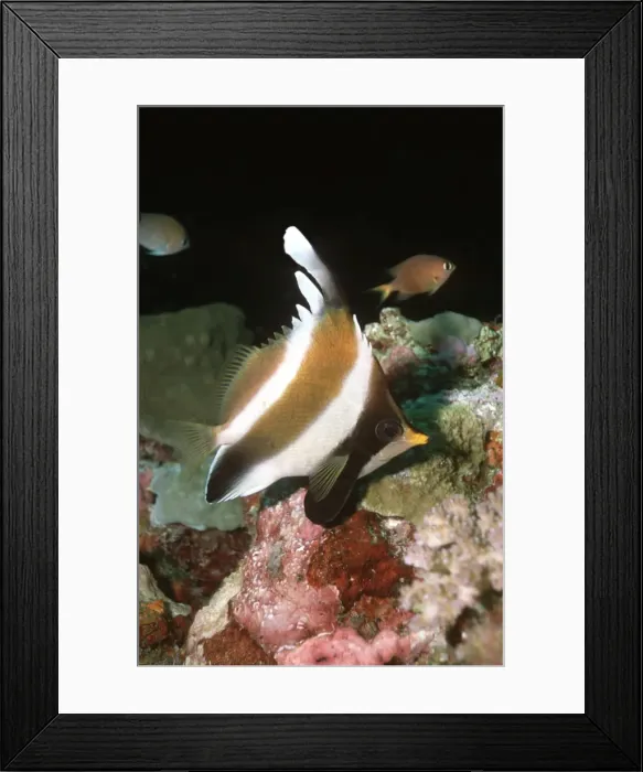 Framed Print : Pennant Bannerfish - Lives around coral caves often in pairs. Komodo Island. Indonesia FIS-089 Framed Print : Pennant Bannerfish - Lives around coral caves often in pairs. Komodo Island. Indonesia FIS-089
