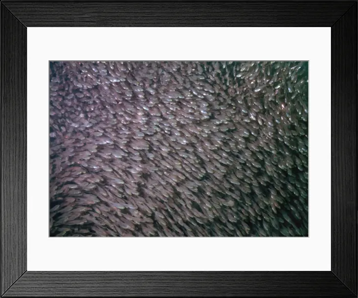 Framed Print : Golden Sweepers - Very large schools of Sweeepers are found in caves during daytime, dispursing to feed at night. Milne Bay. Papua New Guinea FIS-084 Framed Print : Golden Sweepers - Very large schools of Sweeepers are found in caves during daytime, dispursing to feed at night. Milne Bay. Papua New Guinea FIS-084