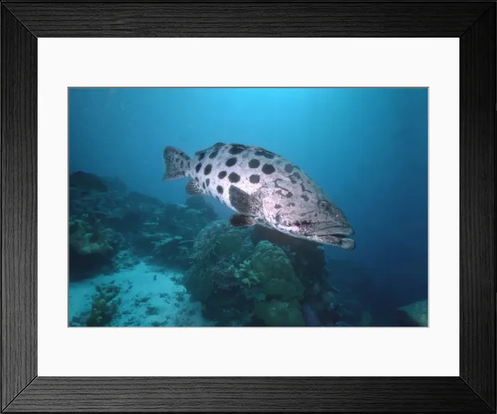 Framed Print : Potato Cod - Large fish hovers over his territorial coral patch Cormerant Pass, Great Barrier Reef, Australia FIS-092 Framed Print : Potato Cod - Large fish hovers over his territorial coral patch Cormerant Pass, Great Barrier Reef, Australia FIS-092