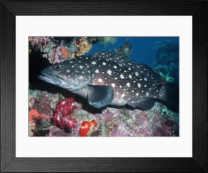 Framed Print : White Spotted Rockcod - Sitting at the entrance of his coral cave. Papua New Guinea. Caroline Islands to East Africa FIS-095 Framed Print : White Spotted Rockcod - Sitting at the entrance of his coral cave. Papua New Guinea. Caroline Islands to East Africa FIS-095