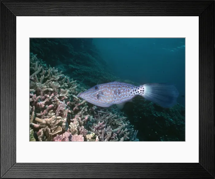 Framed Print : Scrawled Leatherjacket - Coral Reef dweller, territorial habitat. Not common Great Barrier Reef. Timor Sea. Papua New Guinea FIS-096 Framed Print : Scrawled Leatherjacket - Coral Reef dweller, territorial habitat. Not common Great Barrier Reef. Timor Sea. Papua New Guinea FIS-096