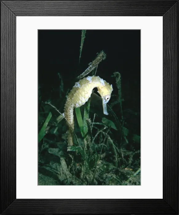 Framed Print : Common Sea Horse - The male carries young in a pouch. Papua New Guinea HOR-004 Framed Print : Common Sea Horse - The male carries young in a pouch. Papua New Guinea HOR-004