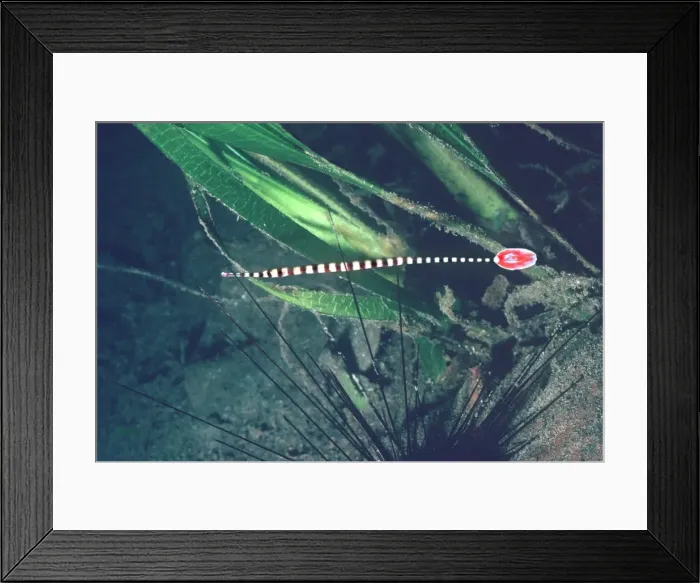 Framed Print : Ringed Pipe fish - hiding in spines of toxic Diadema sea urchin Milne Bay, Papua New Guinea PIP-001 Framed Print : Ringed Pipe fish - hiding in spines of toxic Diadema sea urchin Milne Bay, Papua New Guinea PIP-001