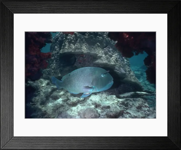 Framed Print : Venus Tusk Fish - A large Wrasse who feeds by digging holes in coral rubble. Heron Island, Great Barrier Reef. Western Pacific FIS-094 Framed Print : Venus Tusk Fish - A large Wrasse who feeds by digging holes in coral rubble. Heron Island, Great Barrier Reef. Western Pacific FIS-094