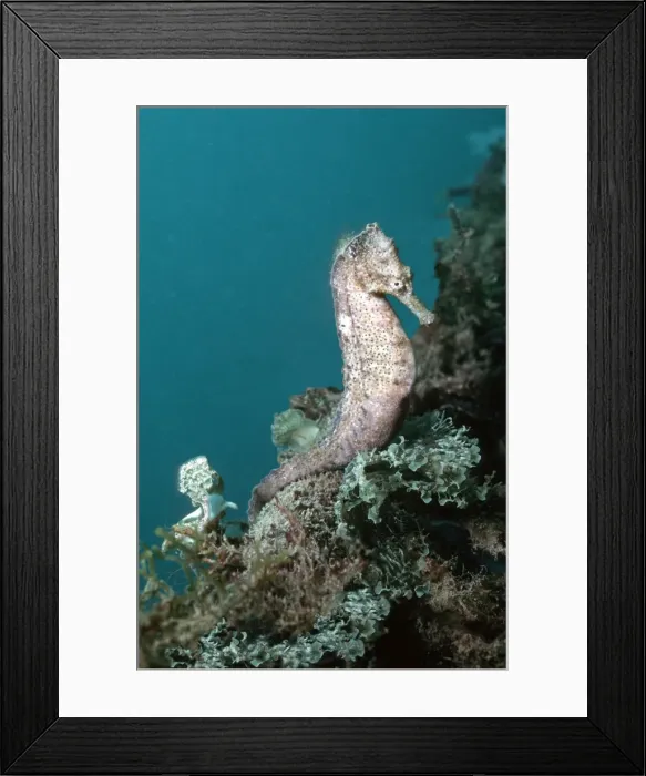 Framed Print : Sea Horse - Many species found in temperate and tropical seas. Northern Great barrier Reef. Australia HOR-003 Framed Print : Sea Horse - Many species found in temperate and tropical seas. Northern Great barrier Reef. Australia HOR-003