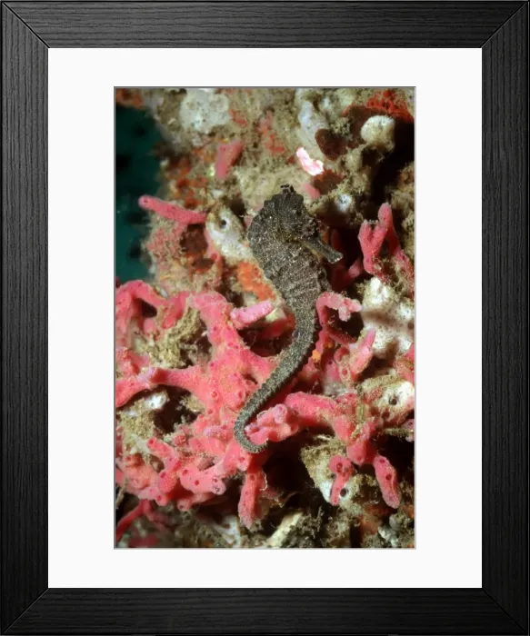 Framed Print : Sea Horse - 6 cm sea horse on red sponge. Ambon Harbour, Indonesia HOR-008 Framed Print : Sea Horse - 6 cm sea horse on red sponge. Ambon Harbour, Indonesia HOR-008