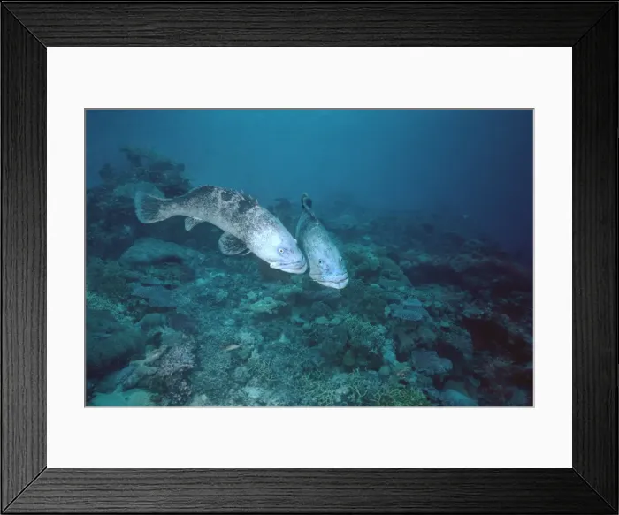 Framed Print : Potato Cod - Courting Potato Cod change colour when excited. Cormerant Pass, Great Barrier Reef. Coral Sea. Indian Ocean FIS-093 Framed Print : Potato Cod - Courting Potato Cod change colour when excited. Cormerant Pass, Great Barrier Reef. Coral Sea. Indian Ocean FIS-093