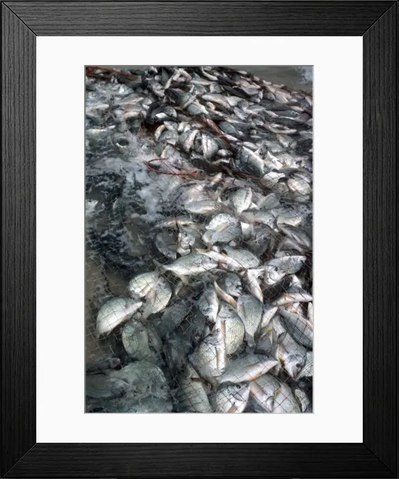 Framed Print : Silver Bream - Caught in beach fishermens net. These fish are very popular for eating. Caught during migration. Seal Rocks, New South Wales, Australia NET -011 Framed Print : Silver Bream - Caught in beach fishermens net. These fish are very popular for eating. Caught during migration. Seal Rocks, New South Wales, Australia NET -011